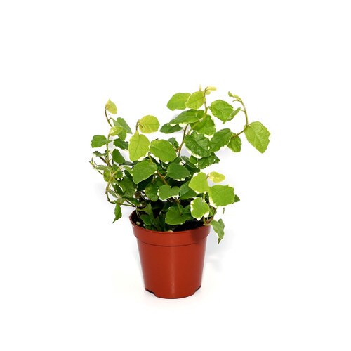 Creeping Fig Plant